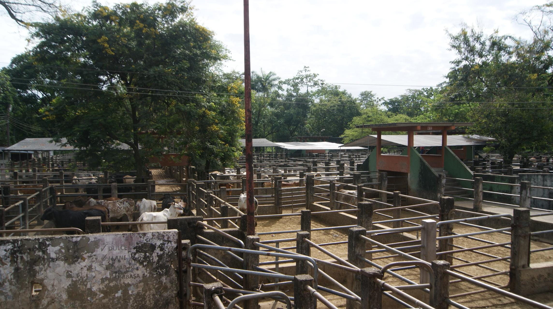 A maze of fences and gates with some cattle inside, shaded by trees, in rural Colombia.