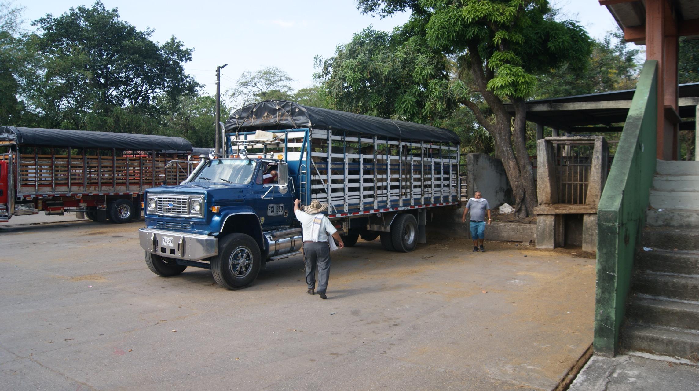 A man in a sombrero-style hat and white shirt walks up to a blue truck loaded with cattle that can be seen through the metal fencing.