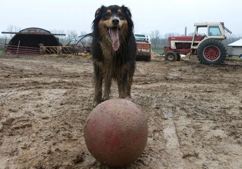 Spencer waits for someone to throw his ball on the small organic dairy farm Emily Harris owns with her wife, Brandi. Emily Harris relies on her dog, Spencer, to make her difficult job a little bit easier. The dog knows numerous voice commands and can move cattle around on the farm. He also provides a measure safety by placing himself between Harris and her bull. Image by Mark Hoffman. United States, 2019.
