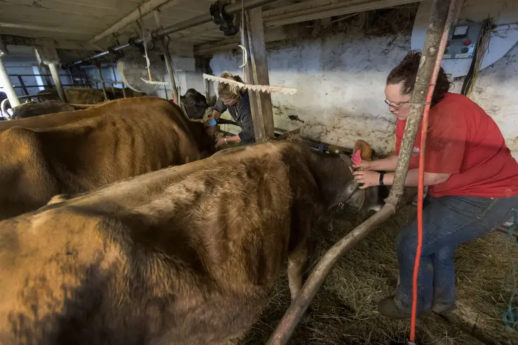 Brandi, right, and Emily Harris remove the collars from their cows before the cows are loaded onto trailers. Image by Mark Hoffman. United States, 2019.
