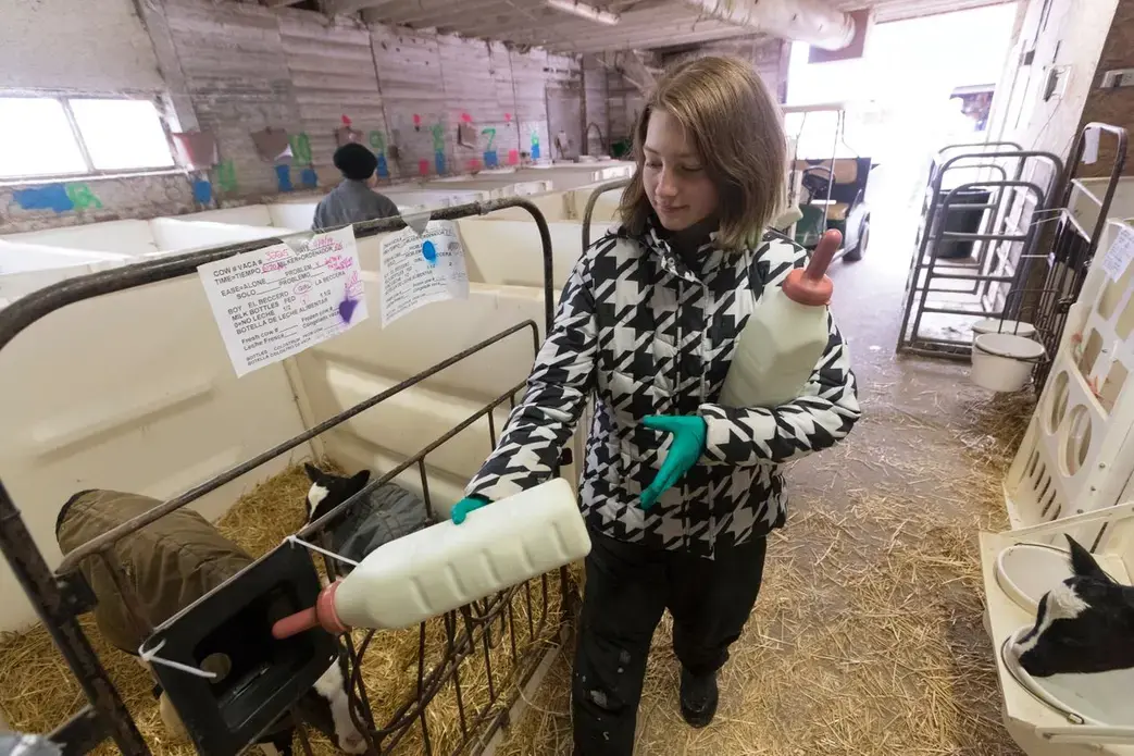Maggie Breitenmoser, 14, feeds calves on her family's farm. Image by Mark Hoffman. United States, 2019.