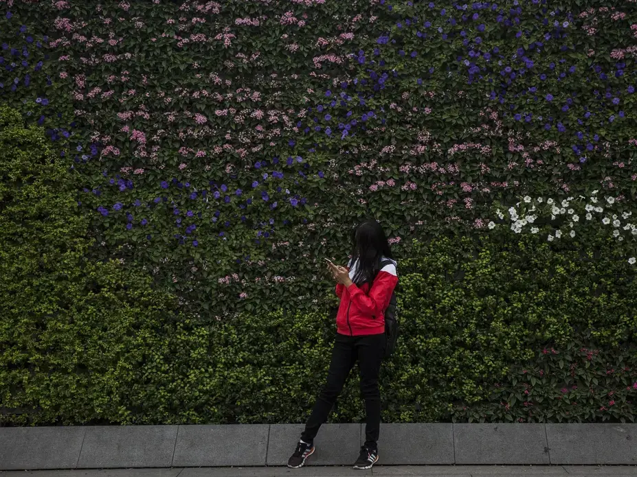 A woman stops to check her phone in front of a wall of flowers decorating The Bund, a popular tourist destination, Saturday, September, 30, 2017, in Shanghai. Image by Kelsey Kremer. China, 2017.