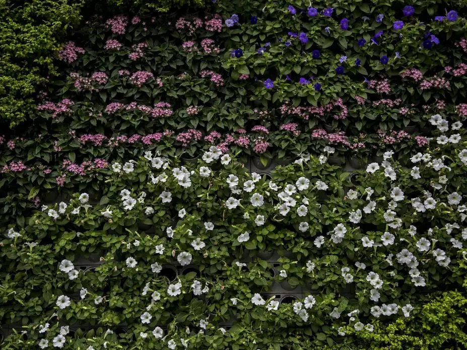 A wall of flowers decorates The Bund, a popular tourist destination, Saturday, September, 30, 2017, in Shanghai. Image by Kelsey Kremer. China, 2017.