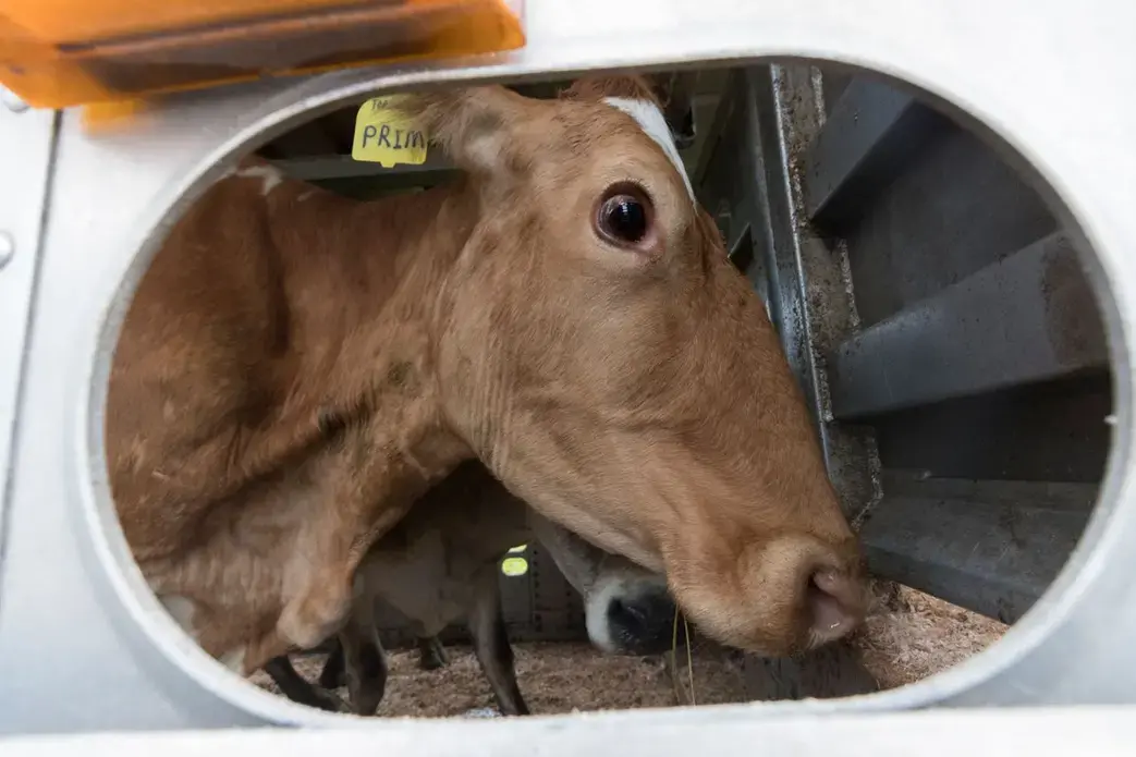 One of the cows sold by Emily and Brandi Harris is shown in a trailer. Image by Mark Hoffman. United States, 2019.