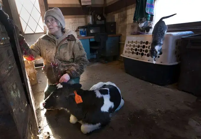 Sue Spaulding is shown with a 3-week-old calf, Hope, which had some health issues. It died a few days later. Image by Mark Hoffman/The Milwaukee Journal Sentinel. USA, 2019.