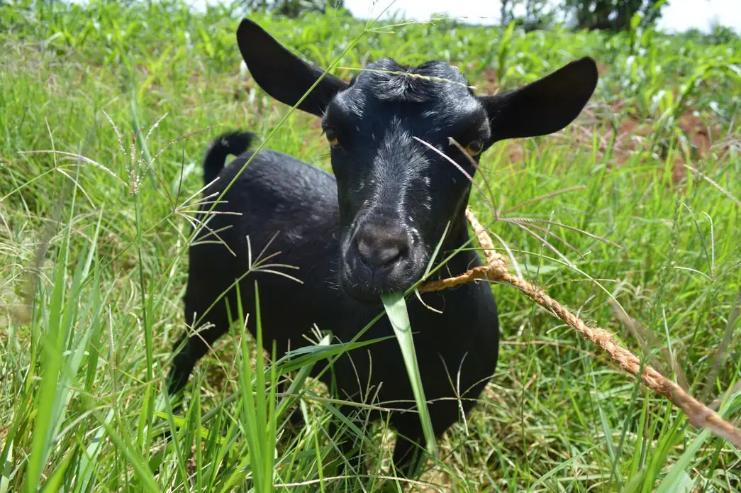 Okomo John's goat. Forest residents are not allowed to graze their animals in the forest, but many do and are forced to pay a fine. Image by Annika McGinnis. Uganda, 2019. 
