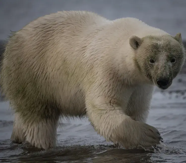 A polar bear up close. Image by Nick Mott. United States, 2019.