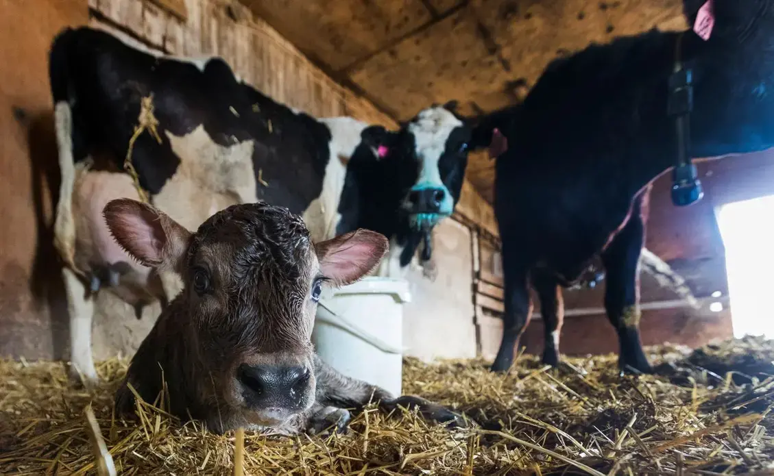 A 30-minute-old male calf is shown on the Mess family farm in Watertown. Image by Mark Hoffman. United States, 2019.