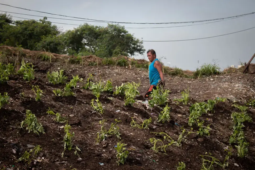 After a whole week of non-stop rain, a man harvests the sweet potato leaves he grew on top of Smokey Mountain, an area that was once one of the largest landfills in Manila. Image by Micah Castelo. Philippines, 2019.