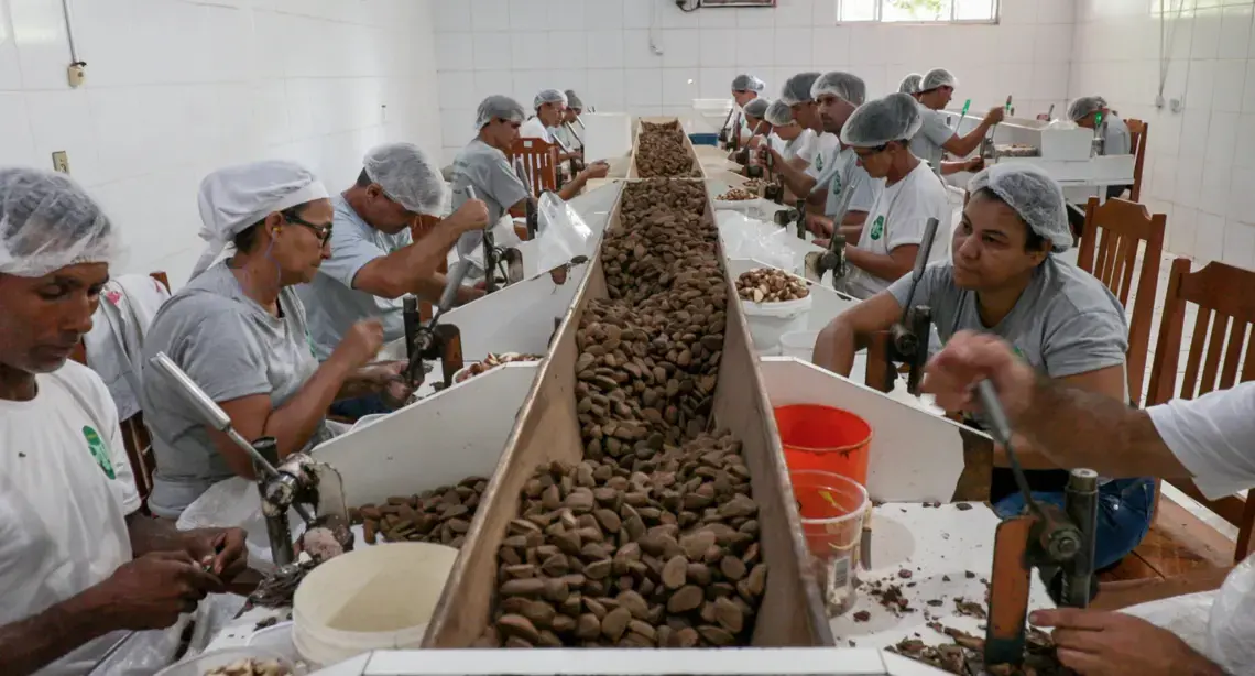 COOPAVAM's nut cracking room is the first stop for Brazil nuts at the new processing factory. Image by Sam Eaton. Brazil, 2018. 