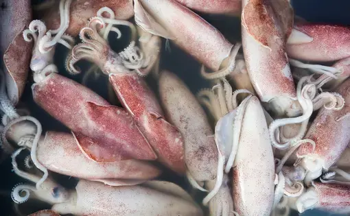 Fresh raw squid in seafood market. Image by Wachiwit/Shutterstock.