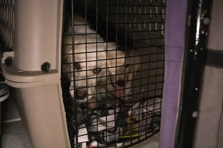 Many dogs are in pairs of two for transport because the less space in the crate the safer it is for them. This technique ensures dogs cannot slide around too much and get hurt. Image by Jamie Holt. United States, 2019.<br />
