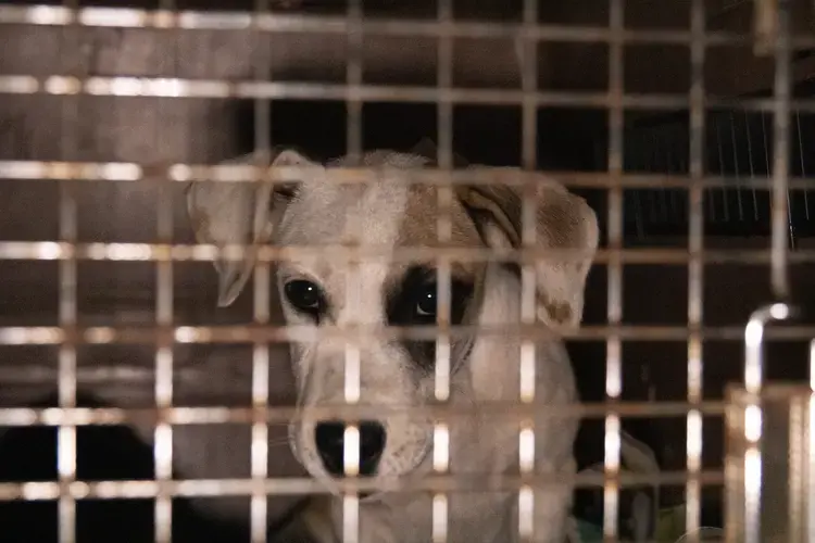 A dog peers through the bars of its crate. Image by Jamie Holt. United States, 2019.<br />
