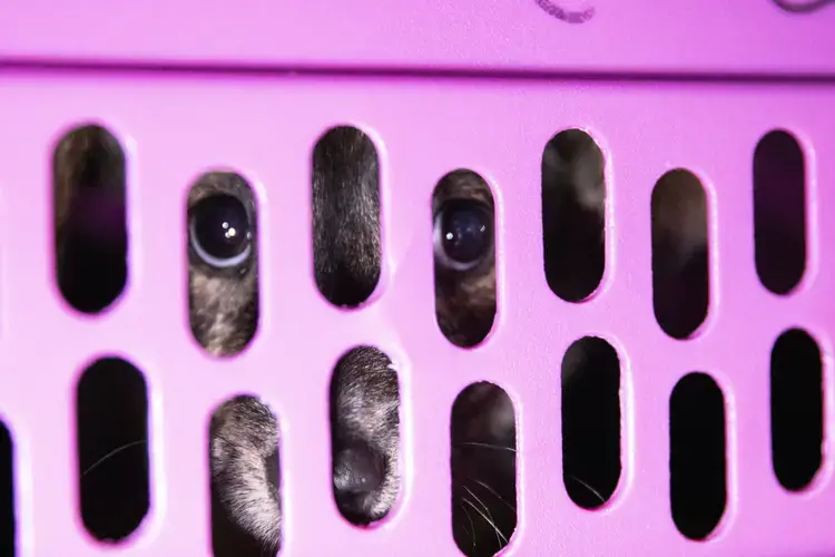 A puppy gazes out between the openings of its crate. Image by Jamie Holt. United States, 2019.<br />
