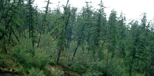 This is what the Siberians call a “drunken forest.” Permafrost that has not melted provides a solid foundation that holds trees upright. When permafrost melts, as it has here, the layer of loose soil deepens and trees lose their foundations, tipping over at odd angles. Image by Jon Ranson. Russia, 2007.