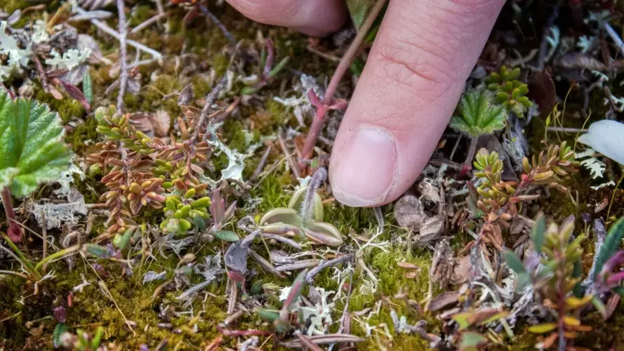 Gesche Blume-Werry says Arctic plants keep the bulk of their bodies buried in the soil, which means permafrost soil is full of lots of dead roots. Those roots become a source of carbon for hungry microbes when permafrost thaws. Image by Amy Martin. Sweden, 2018.