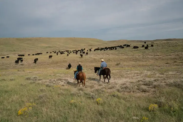 Connie and Craig French move cattle on their ranch near American Prairie Reserve, a sprawling wildlife sanctuary in northeastern Montana. Image by Claire Harbage. United States, 2019.