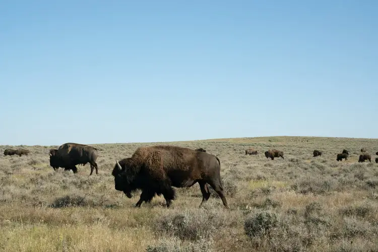 Bison walk on American Prairie Reserve land. The organization is slowly purchasing ranches from willing sellers, phasing out the cows and replacing them with wild bison. Image by Claire Harbage / NPR. United States, 2019.