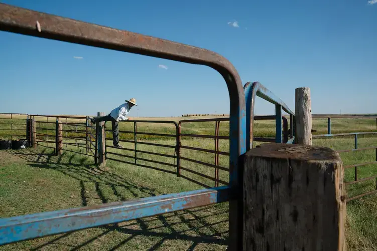 Conni checks on a bull on her ranch. She says she will never sell her spread to the reserve. 'I really feel like ranchers — these land stewards — are the best option for conservation.' Image by Claire Harbage / NPR. United States, 2019.
