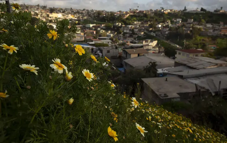 Flowers bloom on a Tijuana hillside. The area is home to about about 2 million people. Image by Erika Schultz. Mexico, 2019.