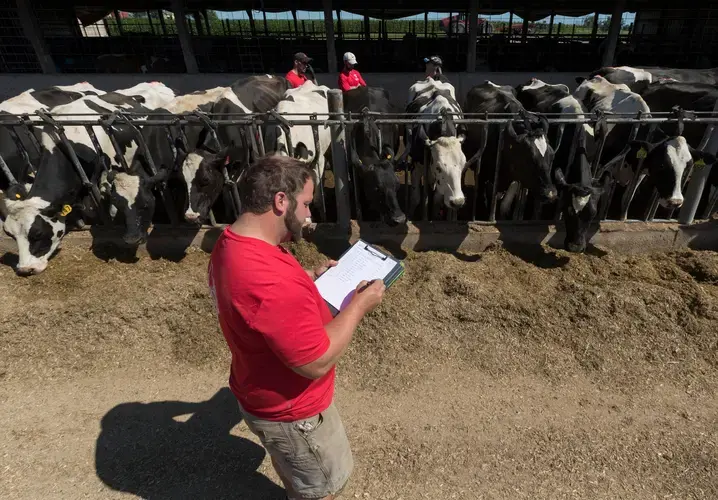 Luke Gasser, foreground, guides veterinarian Lindley Reilly to the next cow to be examined. Image by Mark Hoffman. United States, 2019. 