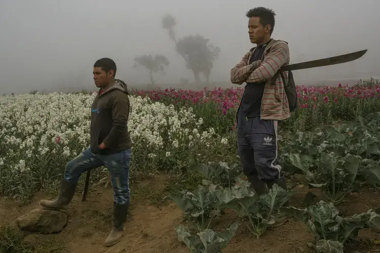 Rudy Atareno and Bedel Chávez work in a field, cultivating flowers and vegetables, outside the small village of Chicua. Image by Mauricio Lima. Guatemala, 2019.