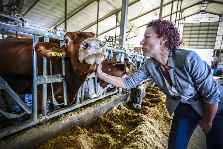 Owner Marieke Penterman interacts with one of her cows at Marieke Gouda in Thorp. Image courtesy of TZ KHA/USA Today Network-Wisconsin. United States, 2019.