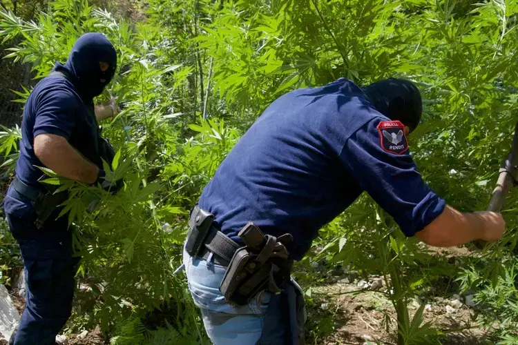 Albanian police officers slash cannabis plants. Most of it will be burned. A small amount will be retained for evidence. Image by Nate Tabak. Albania.