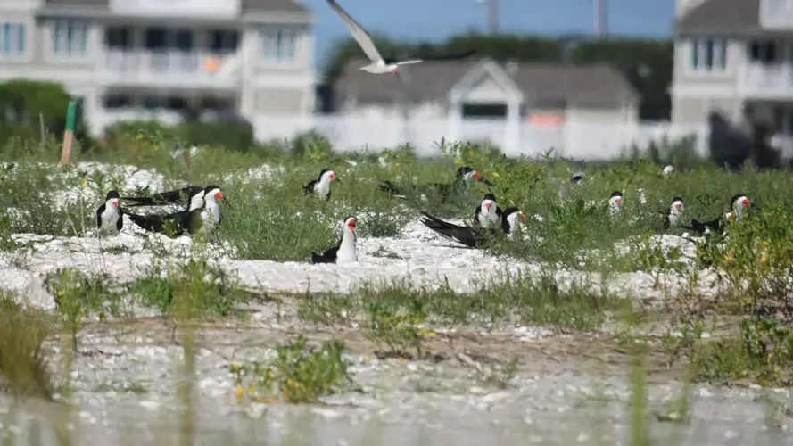 Black skimmers, an endangered species, utilize a restored and elevated section of Ring Island as a nesting site. Image courtesy of the Wetlands Institute.