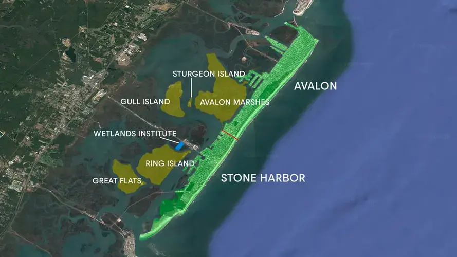 The Seven Mile Island Innovation Lab encompasses about 24 square miles of tidal marshes, lagoons, and channels in the back-bay region behind the barrier islands of Stone Harbor and Avalon. (The Wetlands Institute is highlighted in blue.) Image courtesy of Andrew S. Lewis via GoogleSearch.<br />
