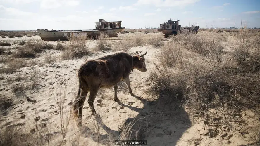 The dust, salt and chemicals now coming off of the Aral Sea’s dried-up seabed are causing health problems for locals. Image by Taylor Weidman. Uzbekistan, 2018. 