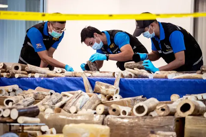 Officials in Thailand inspecting pieces of ivory at the airport in Bangkok on March 7. Thailand has seized more than 600 pounds of ivory from Malawi on flights into the city’s main airport. Image by Roberto Schmidt/AFP/Getty Images. Thailand, 2017.