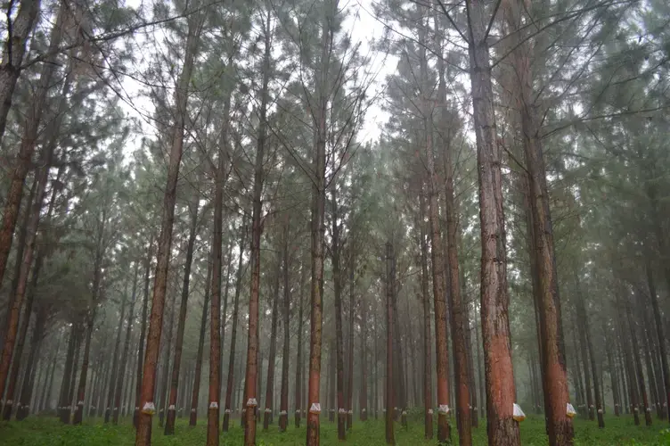 Monoculture pine trees in the Busoga Forestry Company plantation. Image by Annika McGinnis. Uganda, 2019. 