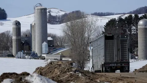 A truck leaves Paul Adams' family farm in Eleva with dairy cattle headed to a Texas mega farm.