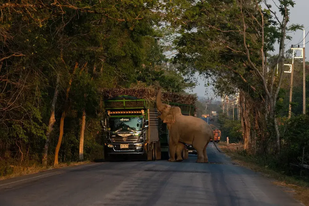 an elephant grabs trunkfuls of sugarcane from a truck