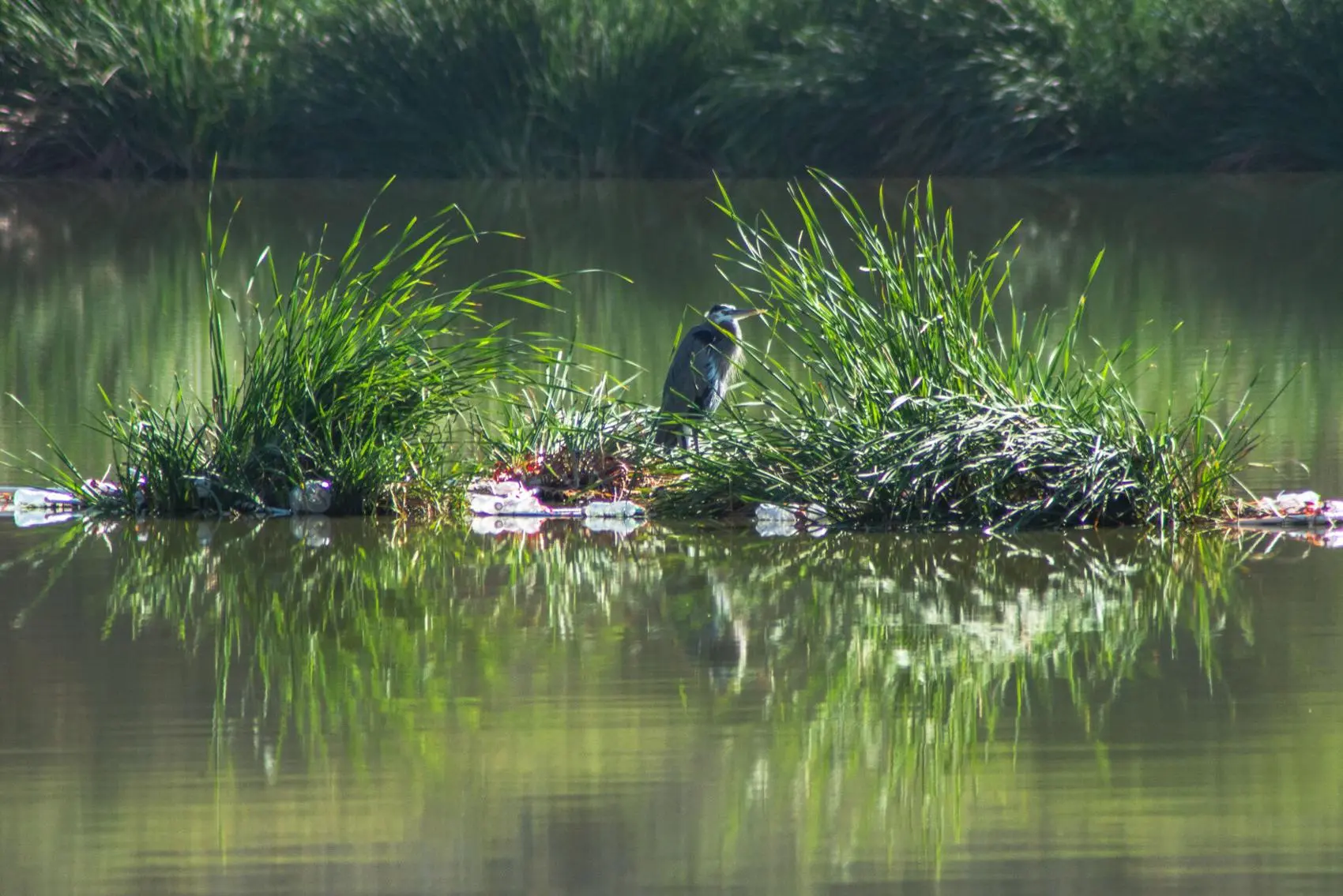 A bird sits in waste water