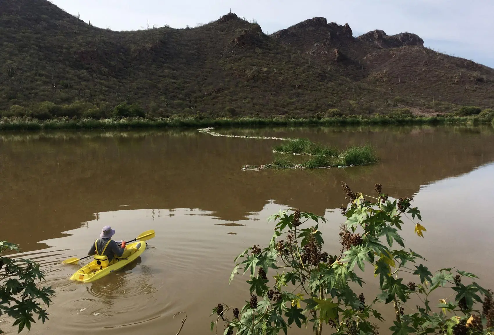 Researcher kayaks through lagoon to investigate waste water