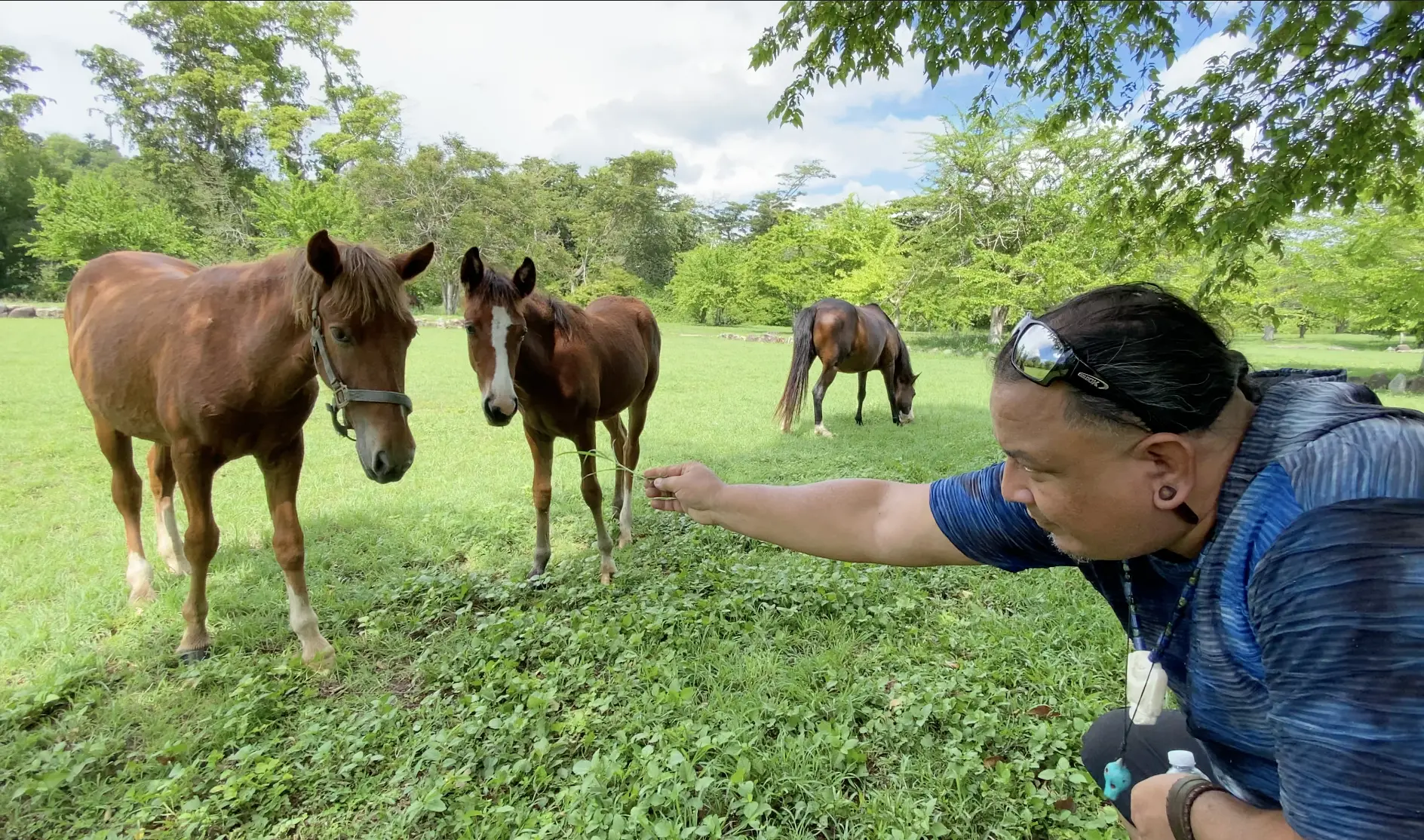 Po Araní, a Taíno educator, artisan, and traditional medicine practitioner offers grass to the horses