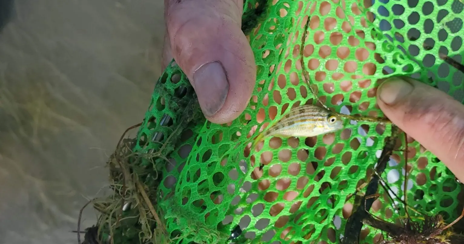 a pinfish caught in net
