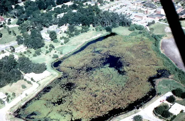 aerial view shows a lake surrounded by cleared lots. The lake is over 90 percent covered in water vegetation or algae. 