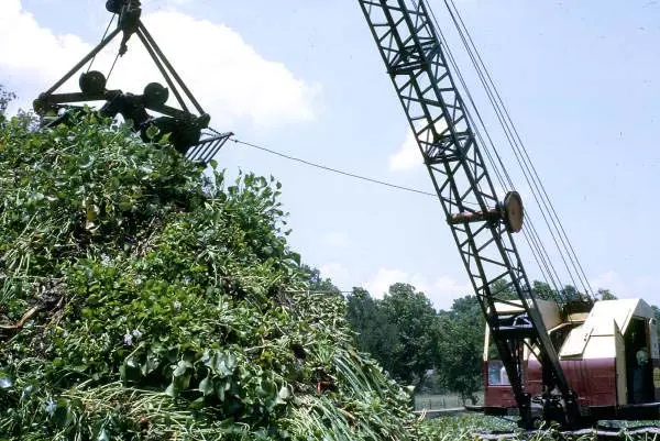 A mid size crane drops foliage into a pile of lake flora. The pile is comparable to half the height of the crane. 