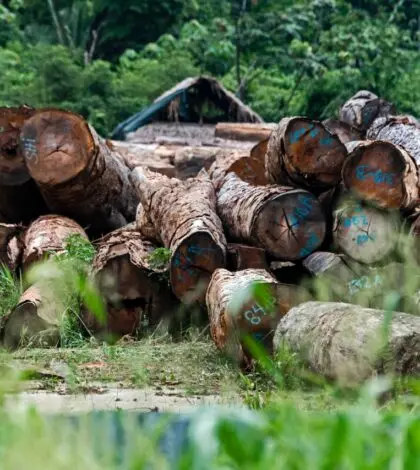 logs with numbers and letters written on them are piled up. A forest is seen in the background. 