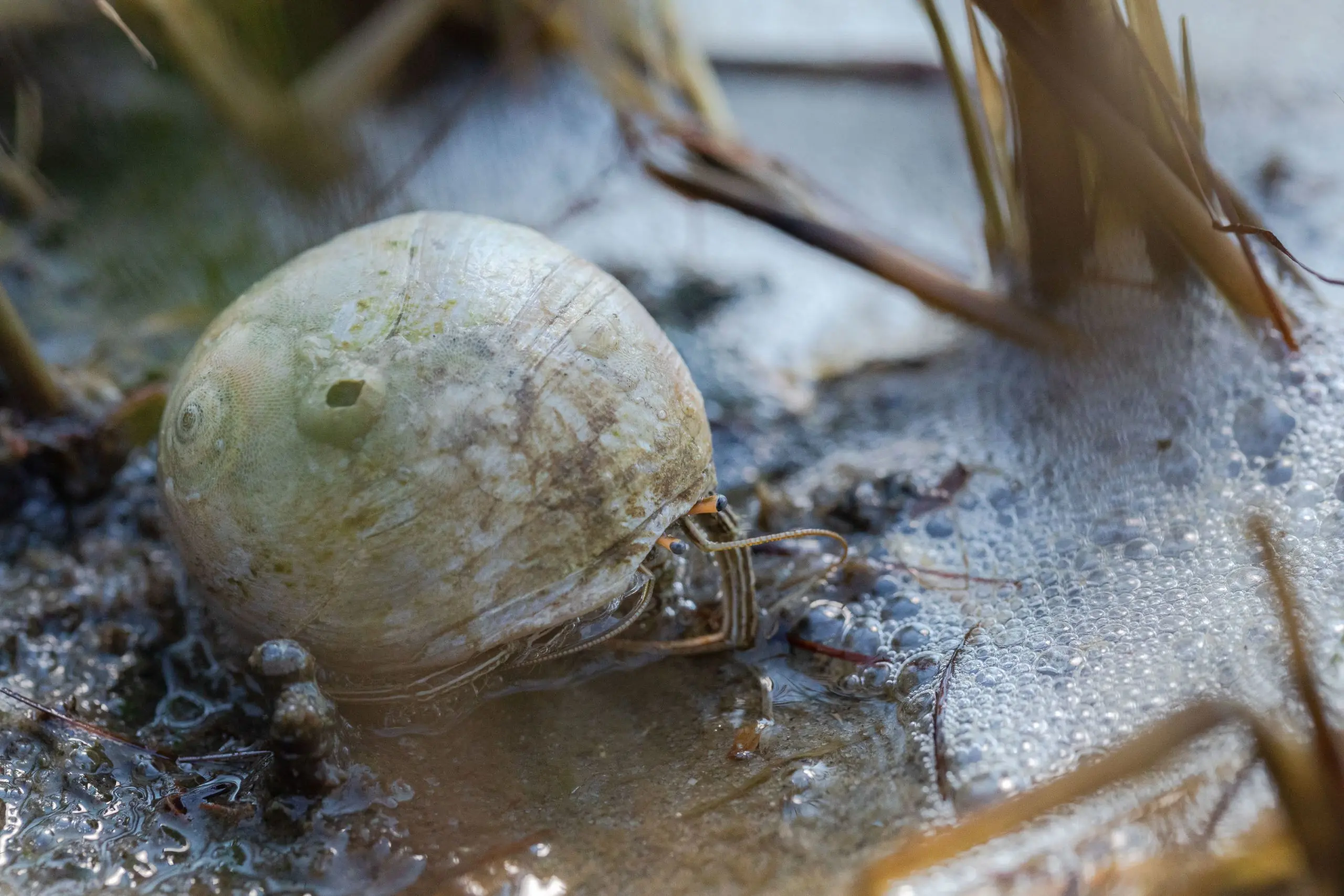 A hermit crab made a home in a snail shell in the marsh at the Salvo Day Use Area.