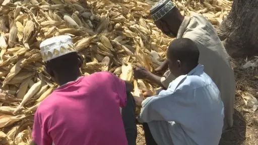 Farmers in northern Ghana husk corn