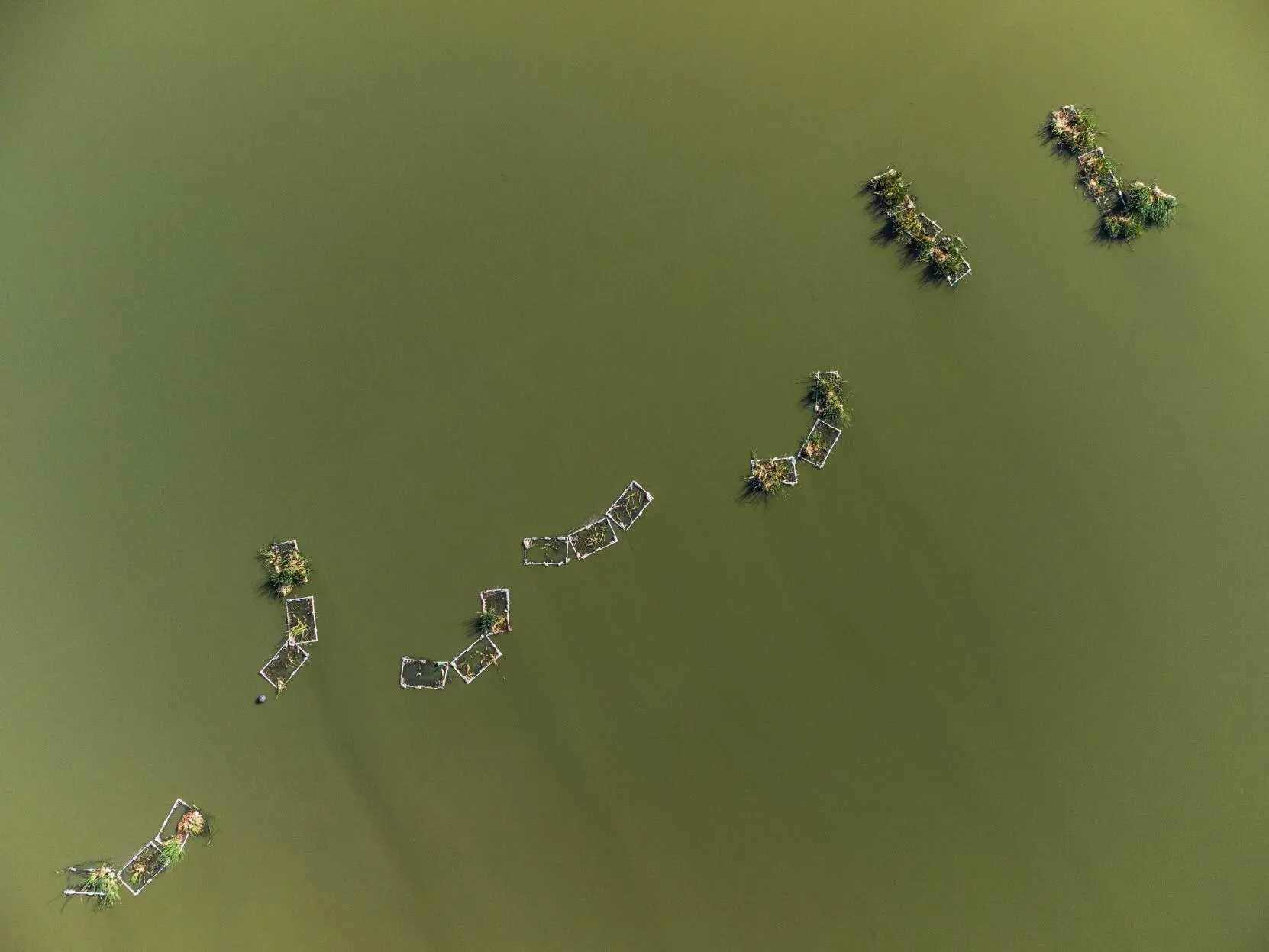 Floating wetlands in lagoon