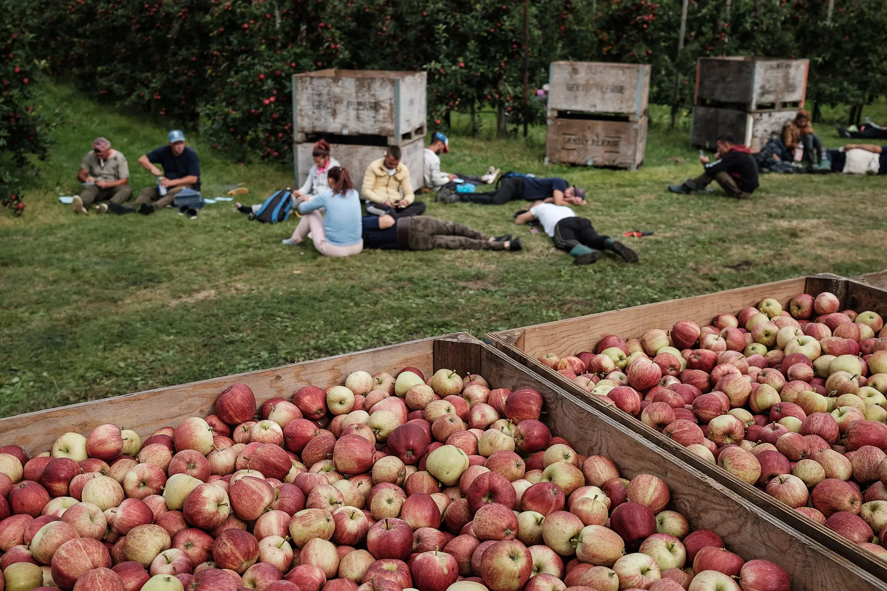 Seasonal apple workers rest next to large apple boxes