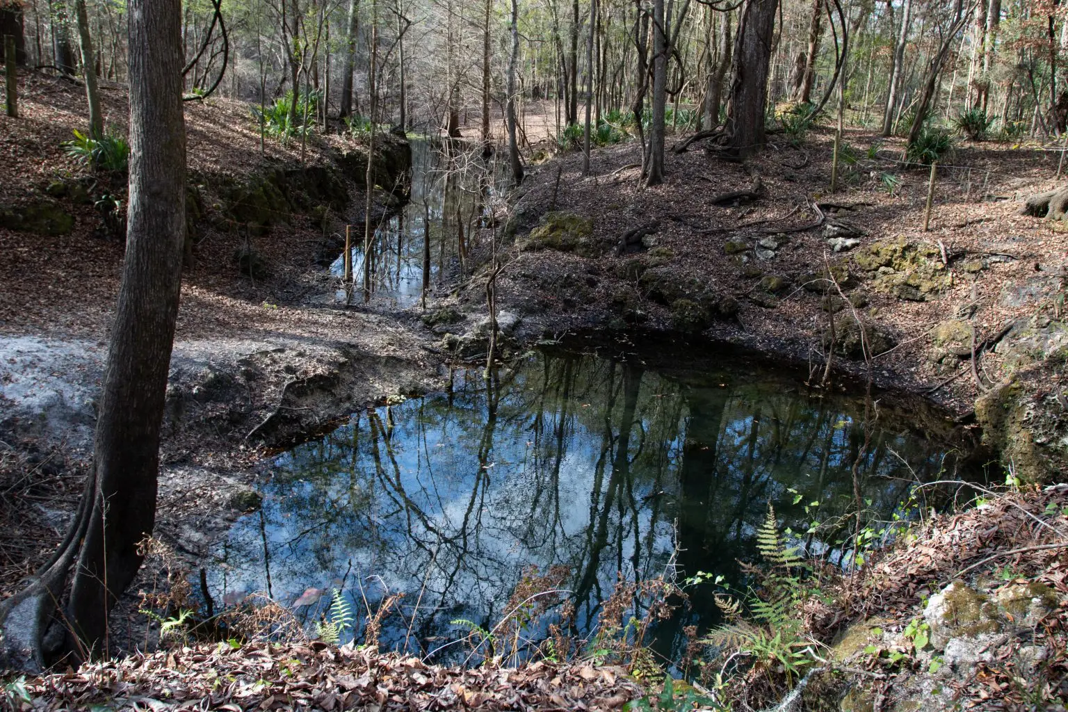two pits with dark colored water stand in a wooded area. 