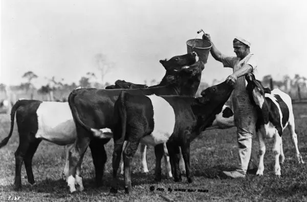 a farmer in overalls is surrounded by four small cows. he holds a bucket above their heads. he feeds one cow with his hand. the other cows are sniffing the bucket. one cow is licking his elbow. 