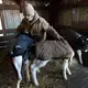 Sue Spaulding corrals calves into a pen while doing chores. Image by Mark Hoffman/The Milwaukee Journal Sentinel. USA, 2019.