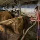 Brandi, right, and Emily Harris remove collars from their cows before they are loaded onto trailers. Image by Mark Hoffman. United States, 2019.